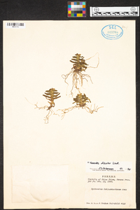 Epidendrum schlechterianum image