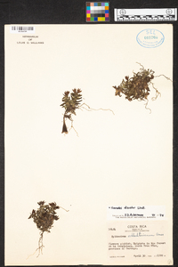 Epidendrum schlechterianum image