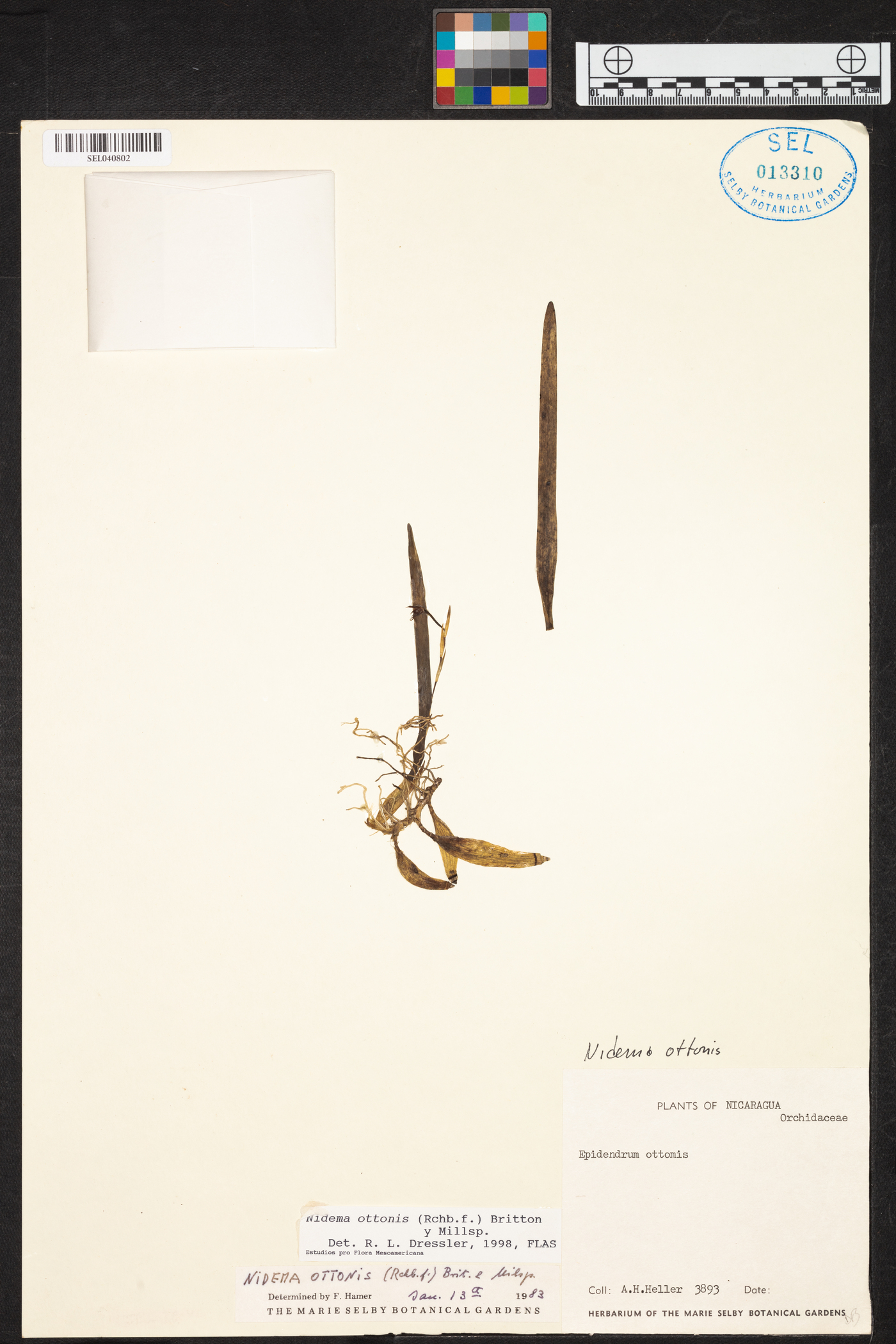 Nidema ottonis image