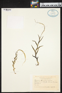 Oberonia affinis image