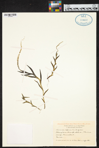 Oberonia affinis image