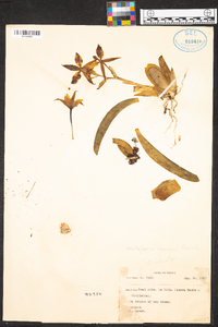 Odontoglossum maculatum image