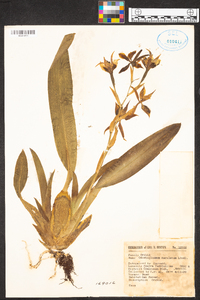 Odontoglossum maculatum image