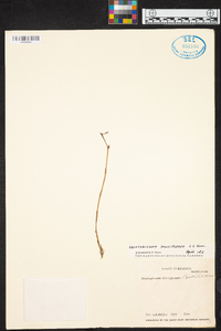 Oncidium stenoglossum image