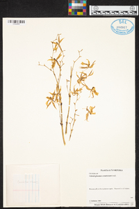 Oncidium constrictum image