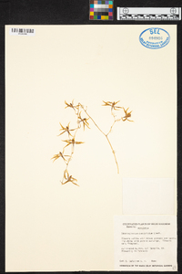 Oncidium constrictum image