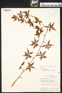 Oncidium cristatum image