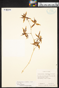 Oncidium cristatum image