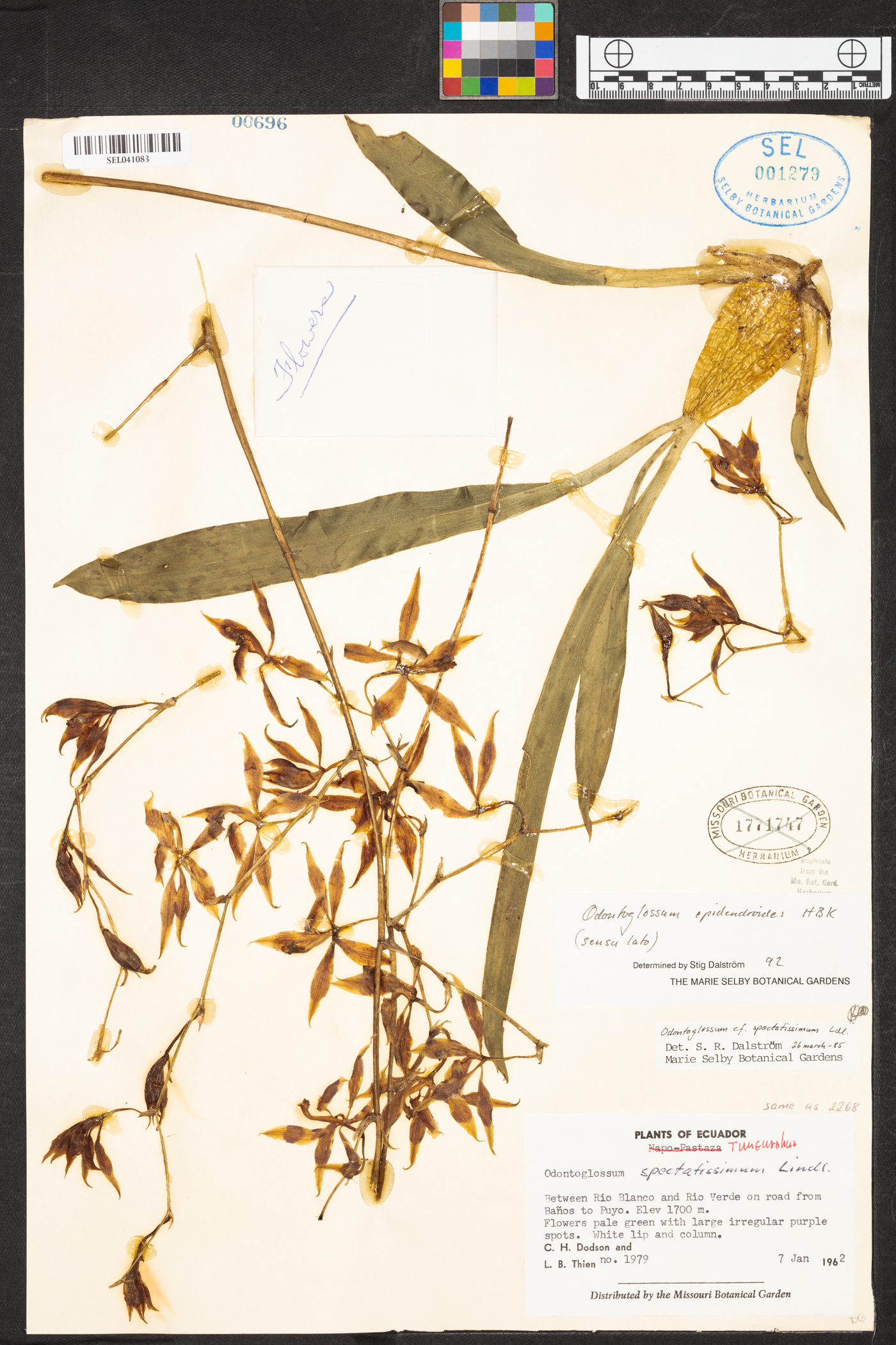 Oncidium epidendroides image