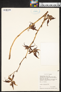 Oncidium hallii image