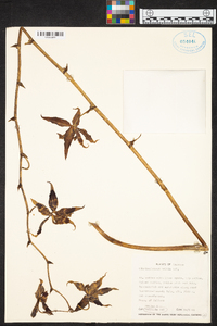 Oncidium hallii image