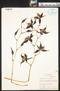 Oncidium hallii image