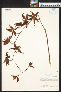 Oncidium hallii image