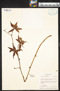 Oncidium hallii image