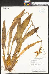 Oncidium hallii image