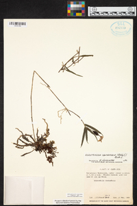 Epidendrum centropetalum image