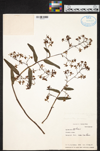 Epidendrum intermixtum image