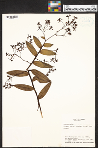 Epidendrum intermixtum image