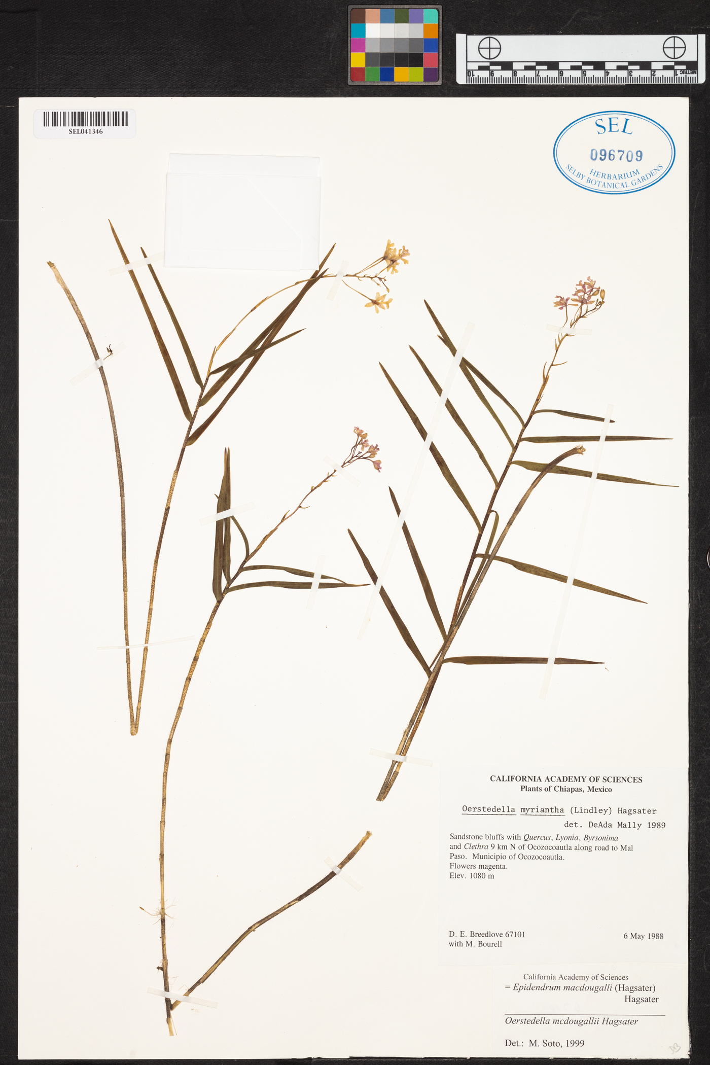 Epidendrum macdougallii image