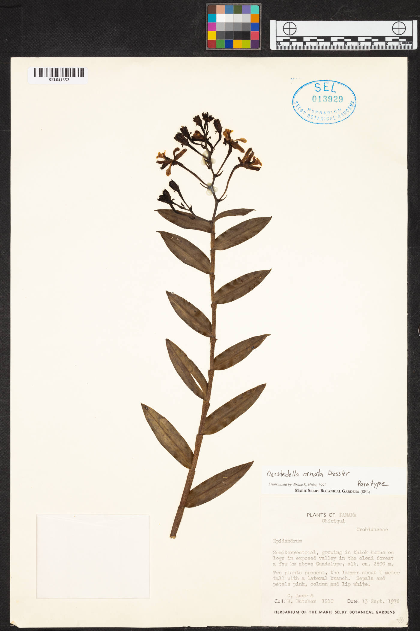 Epidendrum stolidium image