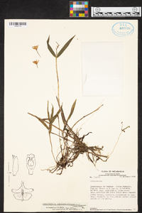 Epidendrum pansamalae image