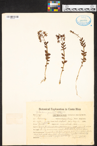 Epidendrum pumilum image