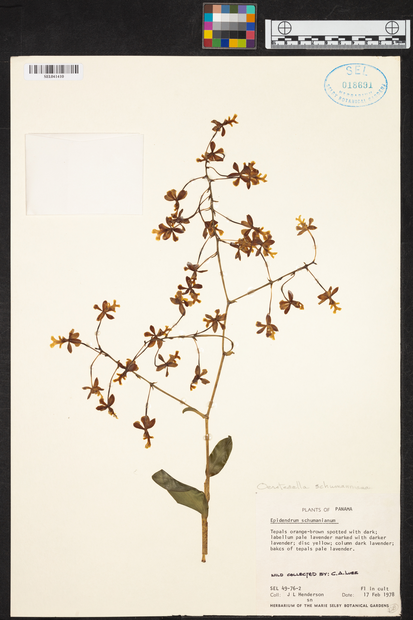 Epidendrum schumannianum image