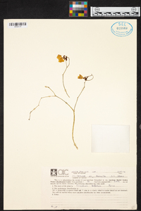 Oncidium bifolium image