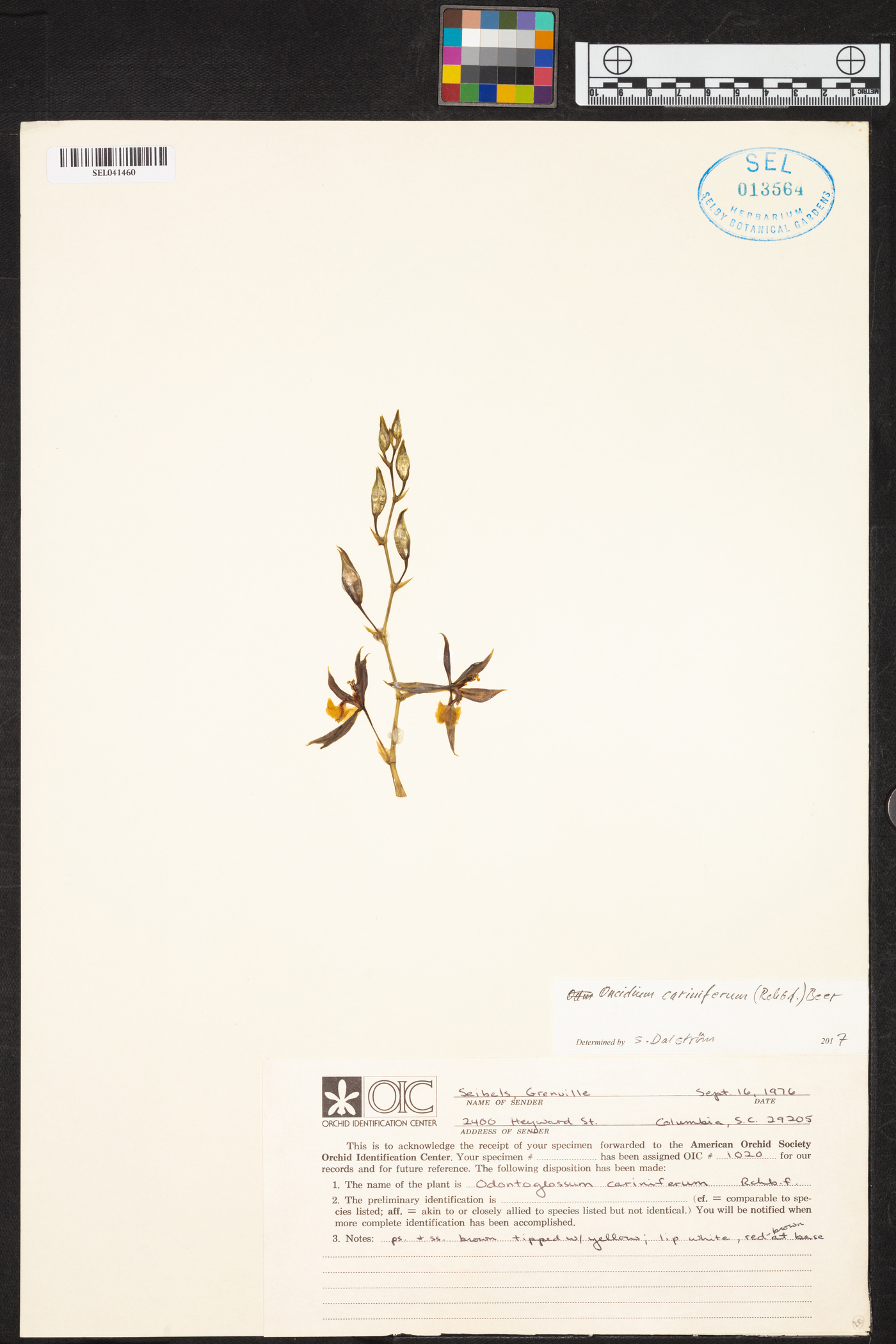 Oncidium cariniferum image