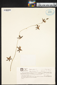 Oncidium hastatum image