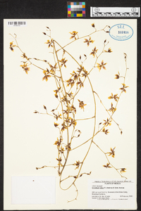 Oncidium leleui image