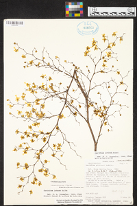 Oncidium luteum image