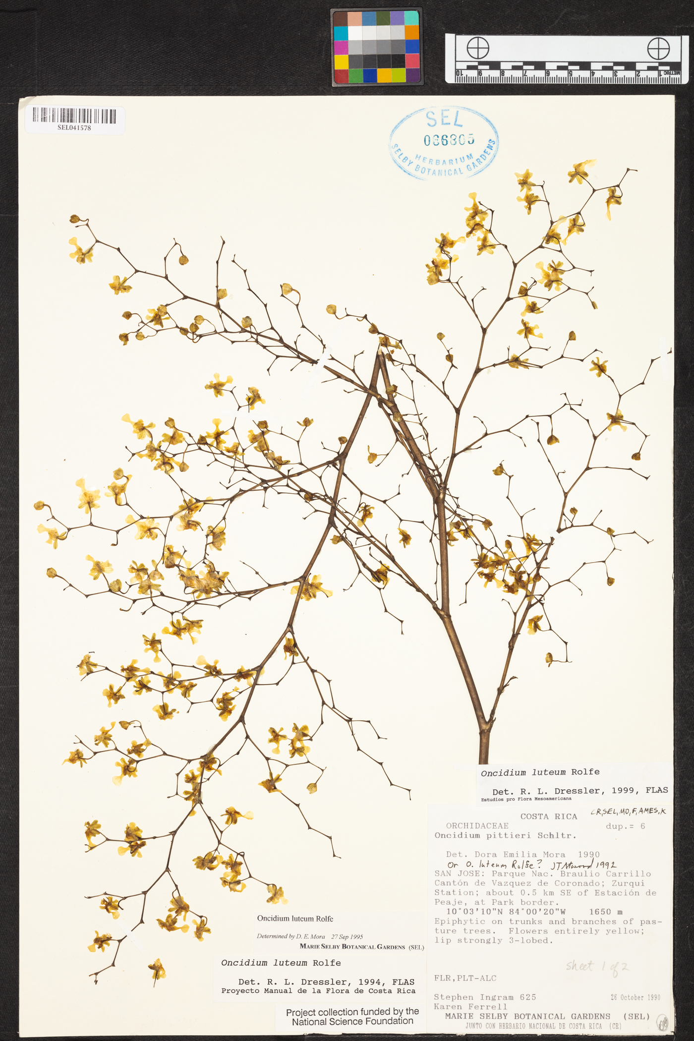 Oncidium luteum image