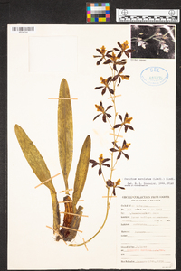 Oncidium maculatum image