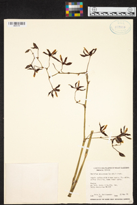 Oncidium maculatum image