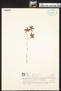 Oncidium maculatum image