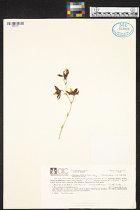 Oncidium maculatum image