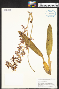 Oncidium maduroi image