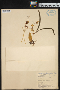 Oncidium oblongatum image