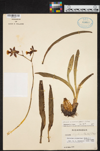 Oncidium oliganthum image