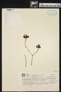 Oncidium oliganthum image