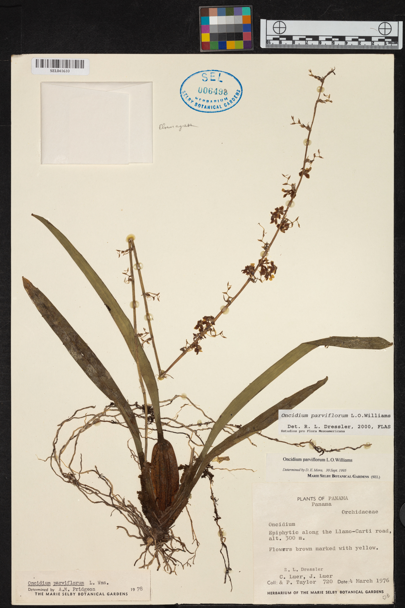 Oncidium parviflorum image