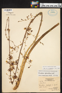 Oncidium sphacelatum image