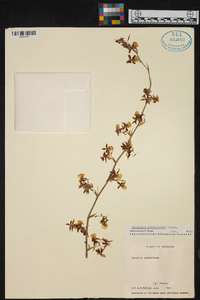 Oncidium sphacelatum image