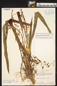Oncidium sphacelatum image