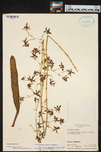Oncidium lineoligerum image