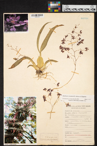 Oncidium sotoanum image