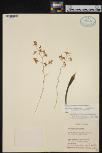 Oncidium sotoanum image