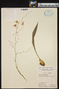 Oncidium sotoanum image