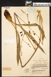 Oncidium tigrinum image